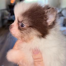 Princess Guinevere - Tri-colored female Pomeranian puppy in East Mountain, Texas from Fairchild Fancy Pomeranians and Coachella Pomeranians