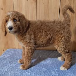 Blue - Red female Irish Doodle puppy in Bonifay, Florida from Heavenly Poodles