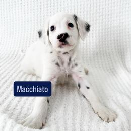 Macchiato - LUA long coat - White and black male Dalmatian puppy in Davenport, Florida from Sunny Jewels Dalmatians