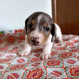 Boy 2 - Dapple male Dachshund puppy in Woodlake, California from Wild West Weenies