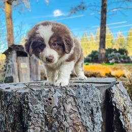 Rune - Red tri male Miniature Australian Shepherd puppy in Shingletown, California from Whiskeytown Aussies