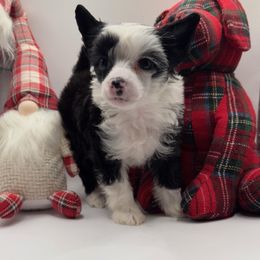 Biewer Terrier, Chinese Crested, and Yorkshire Terrier Puppies from FronkLinn Kennel