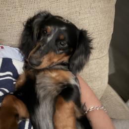 Kash - Dachshund