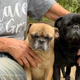 Pugs from Black Creek Farm