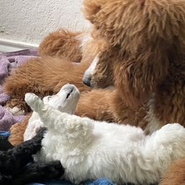 Poodle Puppies from Tyler Family Poodles