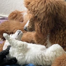 Poodle Puppies from Tyler Family Poodles
