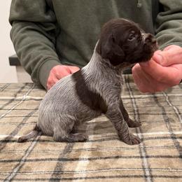 Girl 2 - Brown and gray female Wirehaired Pointing Griffon puppy in Shelley, Idaho from Western Gundogs