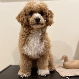 Bear - Poodle