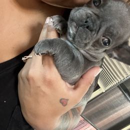 Girl 5 - French Bulldog puppy in Berea, Kentucky from Bully Life Farms