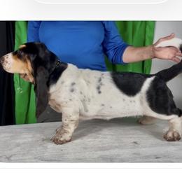 Basset Hound Puppies from Kling’s serendipity Bassets