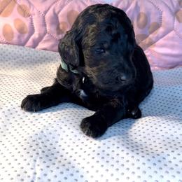 French Bulldog and Poodle Puppies from Dallas Paw Connect
