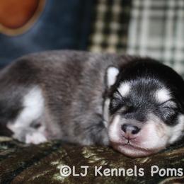 Kylian - Black and white female Pomsky puppy in Centerville, Iowa from LJ Kennels Pomskies, LLC