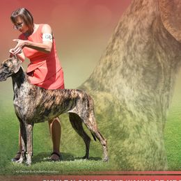 Great Danes from Syvile Great Danes
