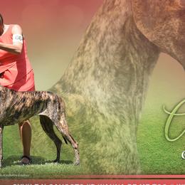 Great Danes from Syvile Great Danes