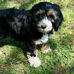 Mears - Black white and tan female Cockapoo puppy in Marietta, South Carolina from River Falls Cockapoos
