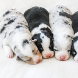 American Corgi puppies from Roscoe Ranch Corgis