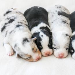 American Corgi puppies from Roscoe Ranch Corgis