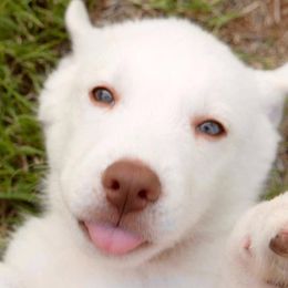 Siberian Huskies from Ortega's Siberian Huskies