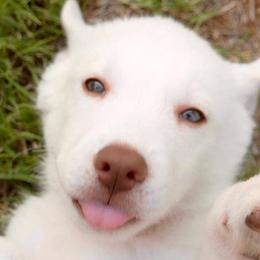 Siberian Huskies from Ortega's Siberian Huskies