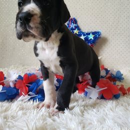 Great Dane Puppies from Gentle Giants of Tennessee Great Danes