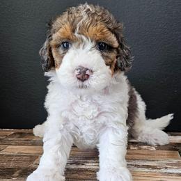 Trolli - Merle female Bernedoodle puppy in Decatur, Georgia from So Adoodable