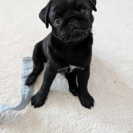 Pug Puppies from Wicked Kennel