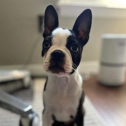Boston Terriers from CARDINAL BLEU