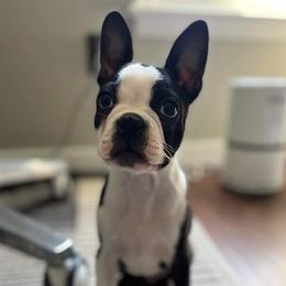 Boston Terriers from CARDINAL BLEU