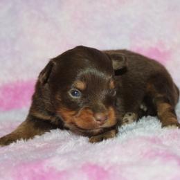 Rayna - Red tri female Miniature Australian Shepherd puppy in Paris, Texas from Kuttin’ Up Mini Aussies
