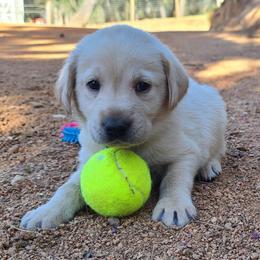 Labrador Retriever Puppies from Labrador Trails