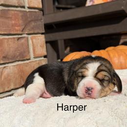 Harper - Black white and tan female Beagle puppy in Mansfield, Missouri from Rippee Creek Kennel