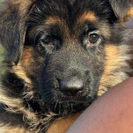 German Shepherd Puppies from Casa Ortiz German Shepherds