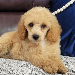 Aussiedoodles, Cavapoos, and Poodles from B&M Cottonwood Canines