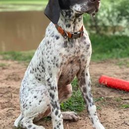 Dachshunds, French Bulldogs, and German Shorthaired Pointers from 3P Kennels