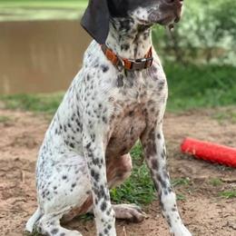 Dachshunds, French Bulldogs, and German Shorthaired Pointers from 3P Kennels