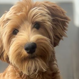 Goldendoodles from Willow Toldree Doodles