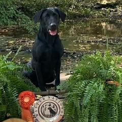 Labrador Retrievers from Cody Sullivan