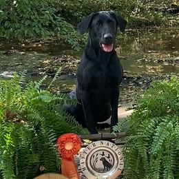 Labrador Retrievers from Cody Sullivan
