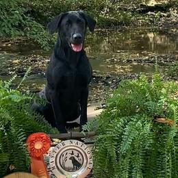 Labrador Retrievers from Cody Sullivan