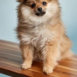 Girl 1 - Tri-colored Pomeranian puppy in New York from Tuft of Poms