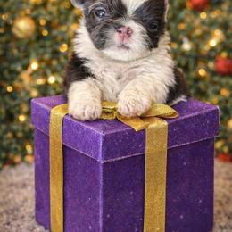 Skylar - Blue and white female Shih Tzu puppy in Hialeah, Florida from South East Coast Angels Shih Tzus