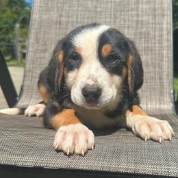 Yellow Girl - Black, white and red female Greater Swiss Mountain Dog puppy in Lower Burrell, Pennsylvania from Polyanna’s GSMD
