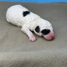 Montgomery - Parti male Poodle puppy in Greeneville, Tennessee from Smokey Mountain Sheepadoodles