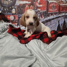 GREEN BOY - Lemon and white male Basset Hound puppy in Snow Camp, North Carolina from V's Southern Angels