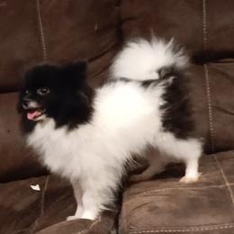 Bubbles - Pomeranian