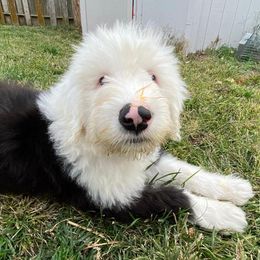 Old English Sheepdog Puppies from Heavinly Blessings Farm Pups - Old English Sheepdog Puppies