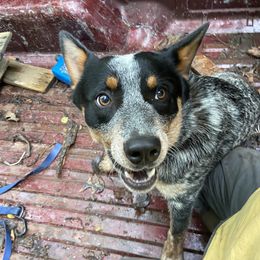 Fiddler - Australian Cattle Dog