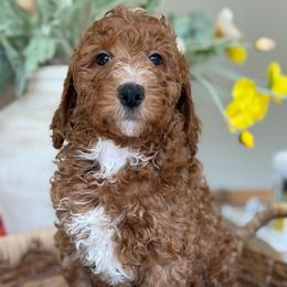 Nico - Red  male Goldendoodle puppy in Yuciapa, California from AlltheDoodlez_