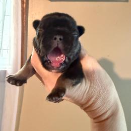 Girl 2 - Black and tan female French Bulldog puppy in Marion, Virginia from Frenchies Vom Reiches Tal