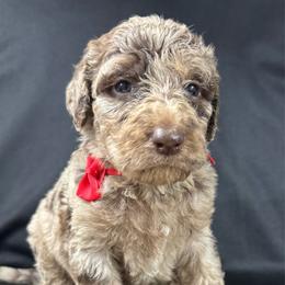 Huckleberry - Merle male Labradoodle puppy in Candler, North Carolina from Maple Bakin’ Doodles